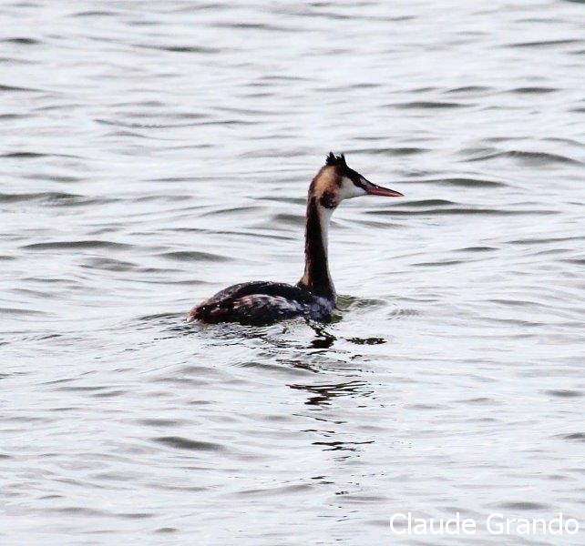 Grébe huppé  étang de canet 15 11 2019 _resultat.jpg